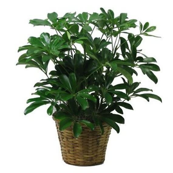 Schefflera Arboricola Flower Bouquet