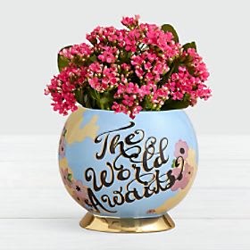 Blush of Color Calendiva in World Container