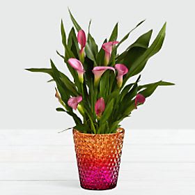Potted Pink Calla Lily in Pink Ombre Container