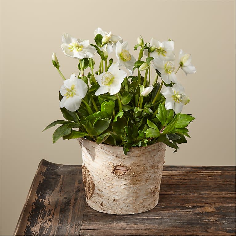Snowflake Hellebore