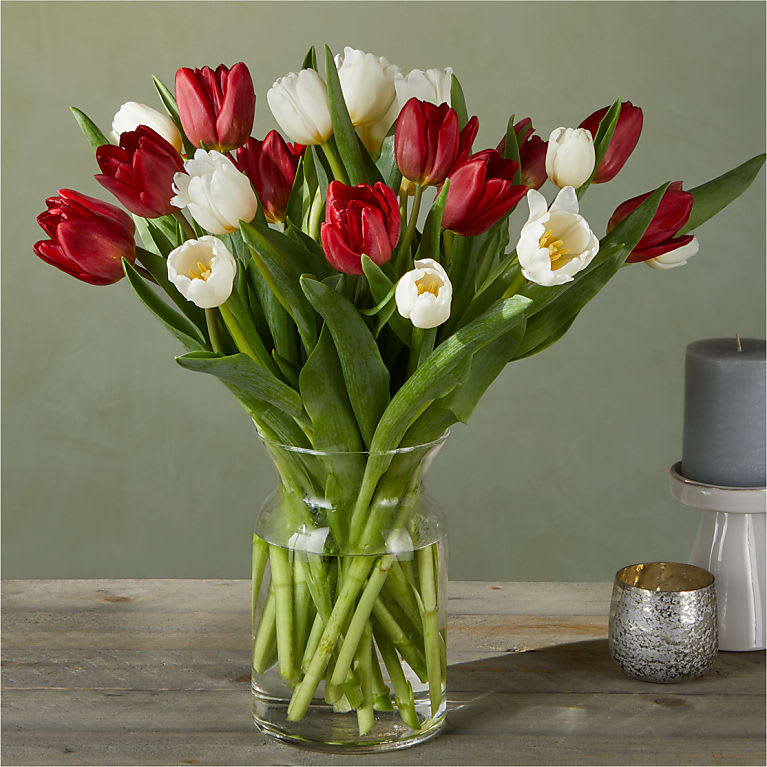 Candy Cane Tulips
