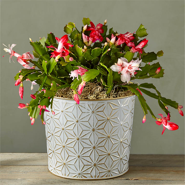 Christmas Cactus