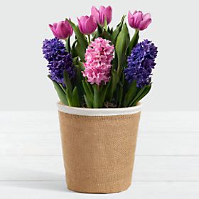 Royal Bulb Garden in Burlap Container