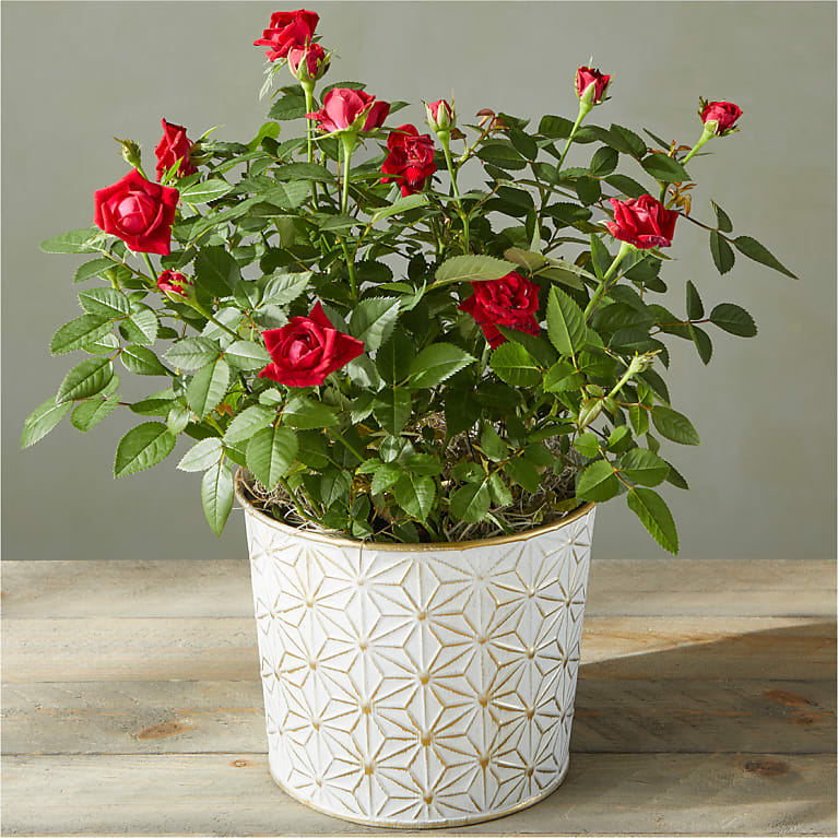 Red Kalanchoe in Light Up Container