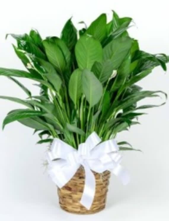 Peace Lily Flower Bouquet
