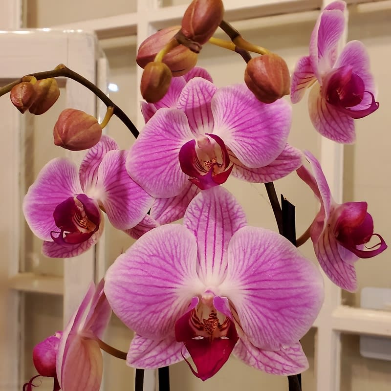 Double Lavender Phalaenopsis Orchid Plant