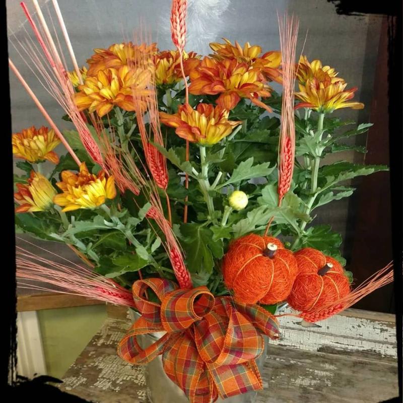 Bronze Pelee Mum Plant