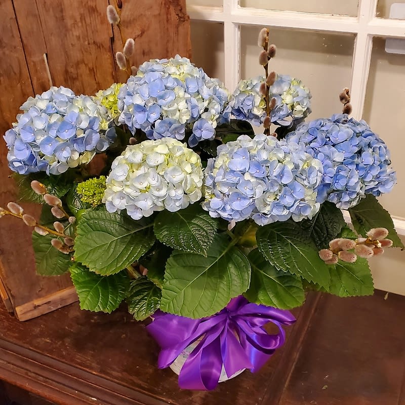 Blue Hydrangea Plant Flower Bouquet