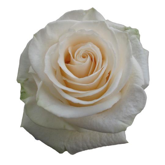 Dozen White Roses, Boxed