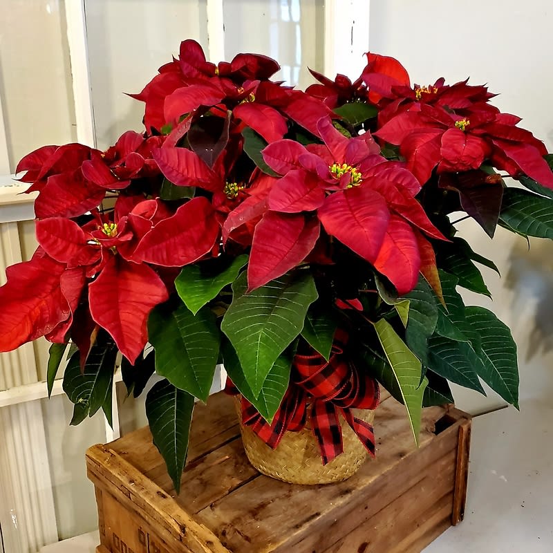 Burgundy Poinsettia in Basket, Large
