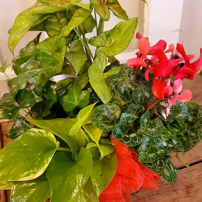 Dish Garden of Blooming & Green Plants