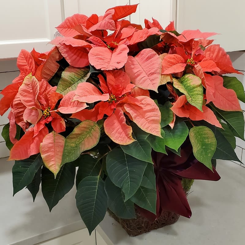 Classic Pink Poinsettia in Basket, Large
