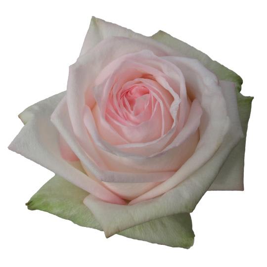 Half-Dozen Pink Roses Boxed