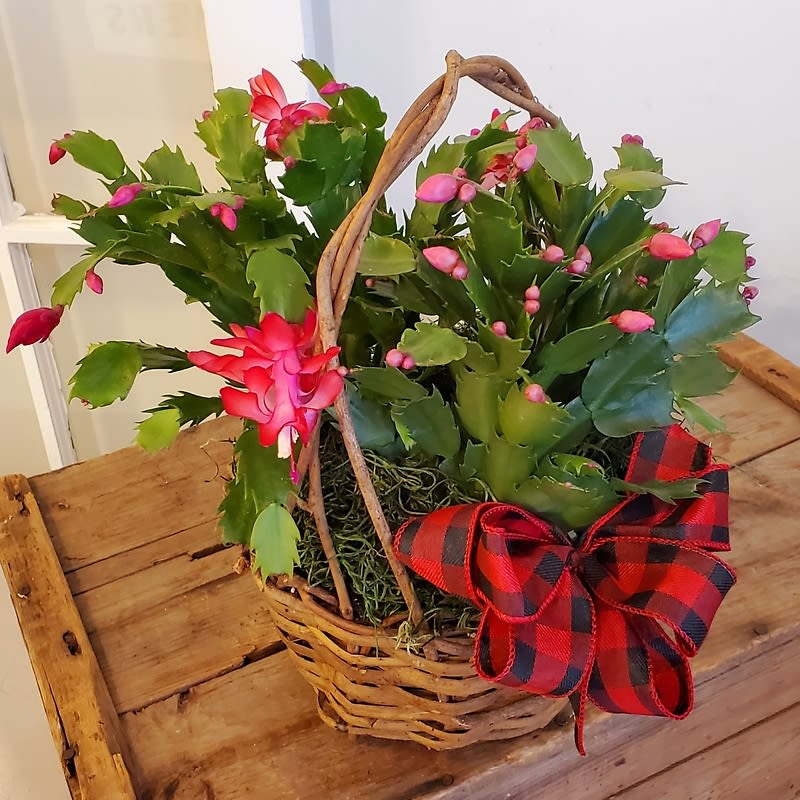 Christmas Cactus (Zygo Basket)