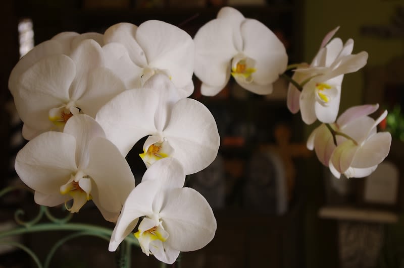 Double White Phalaenopsis Orchid Plant