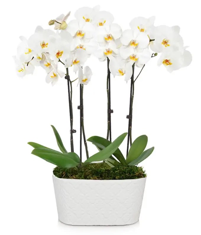 White Orchid Plant in Ceramic Flower Bouquet