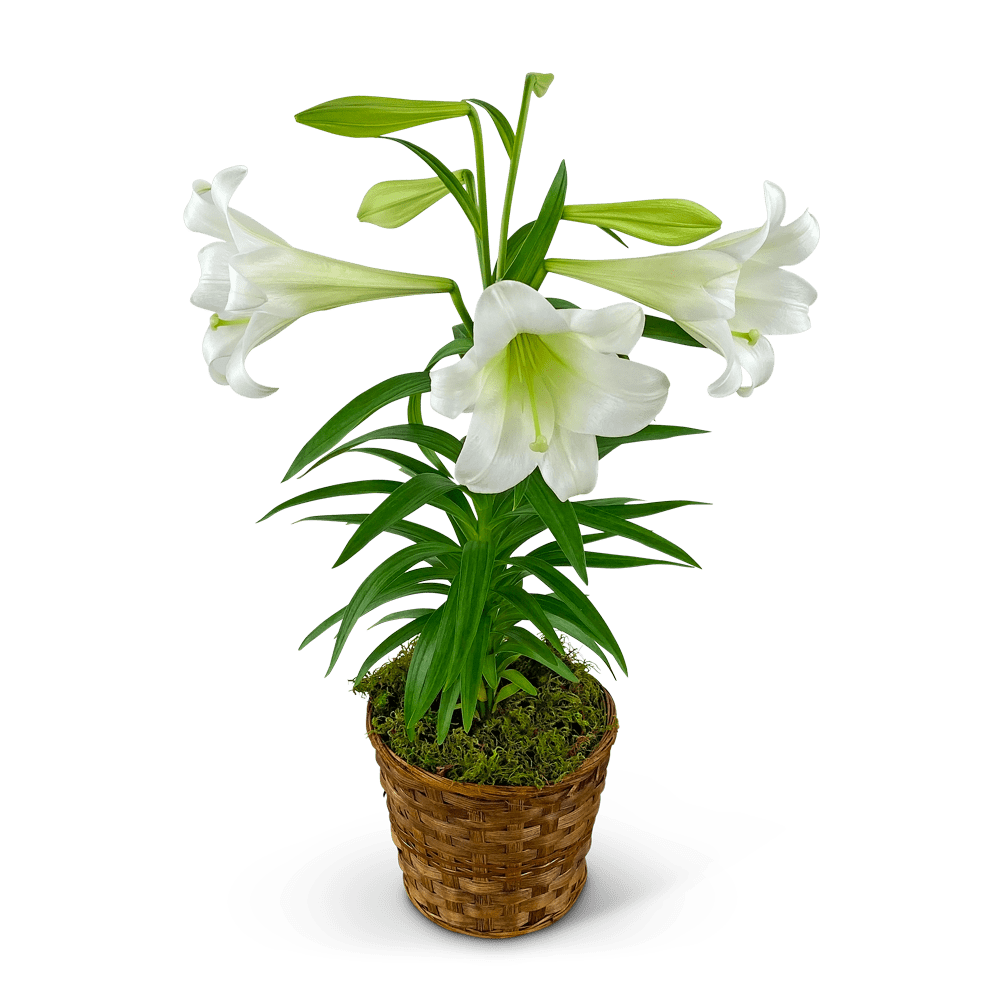 Easter Lily Plant in Basket Flower Bouquet