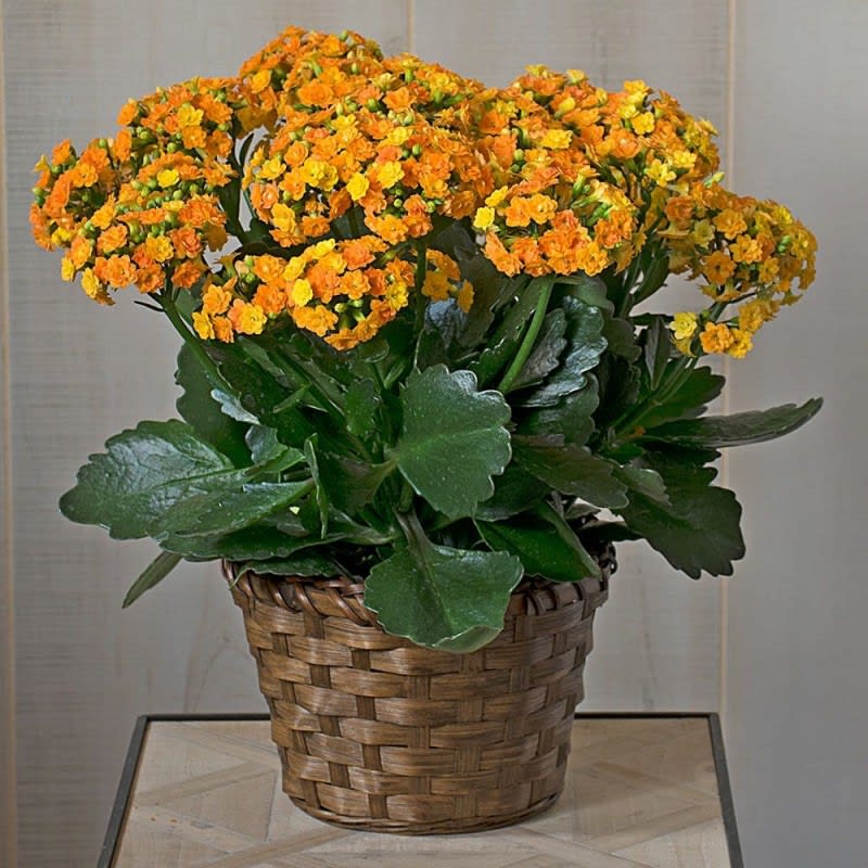 kalanchoe plant EBF-264 Flower Bouquet