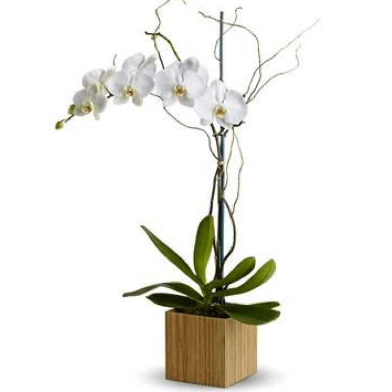 Orchid Plant EB-119