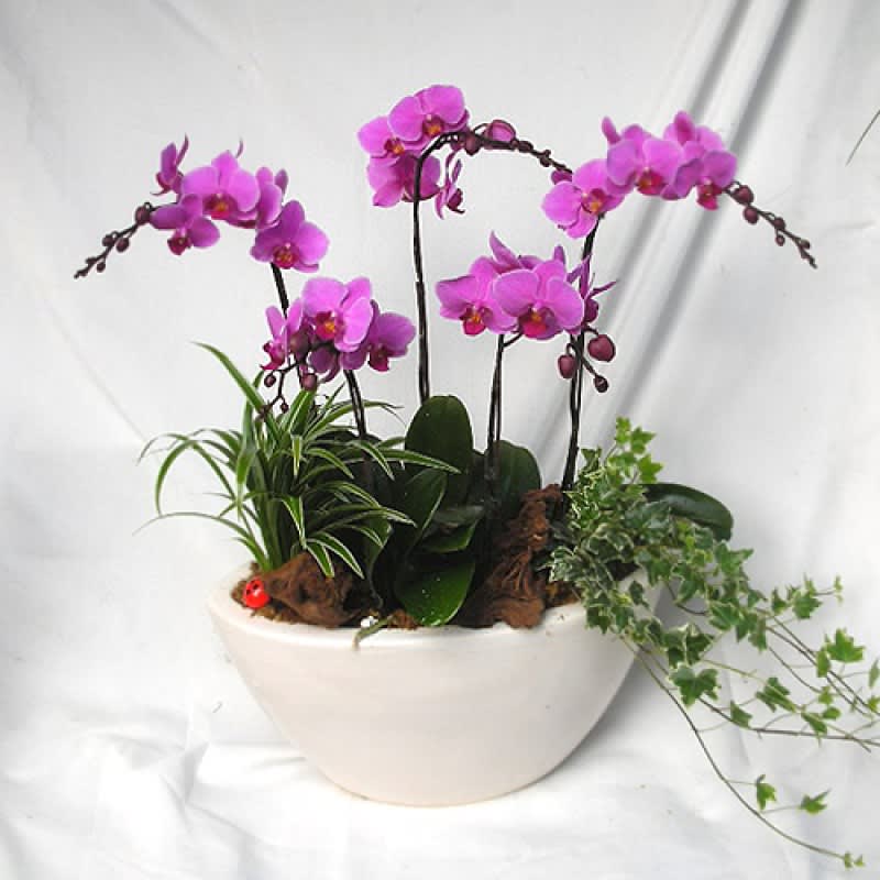 Orchid garden EB-227