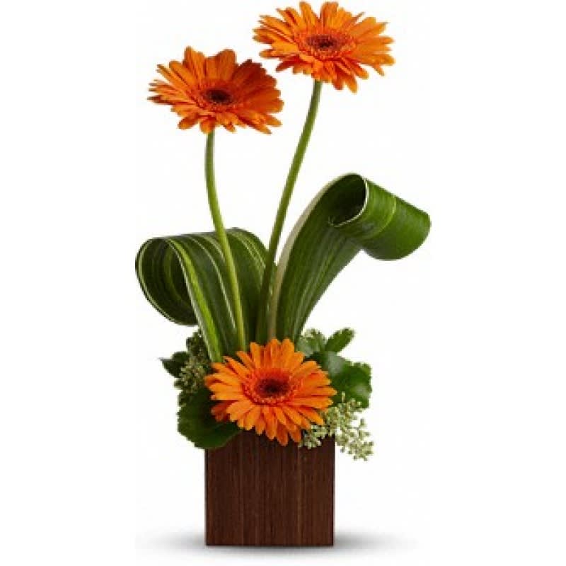 Zen Gerbera EBF-363