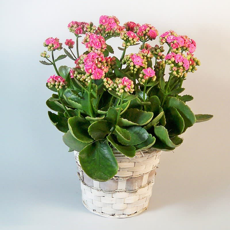 Pink Kalanchoe plant EBF-286