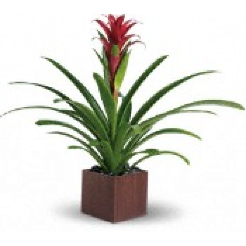 Red Bromeliad  EBF-303 Flower Bouquet