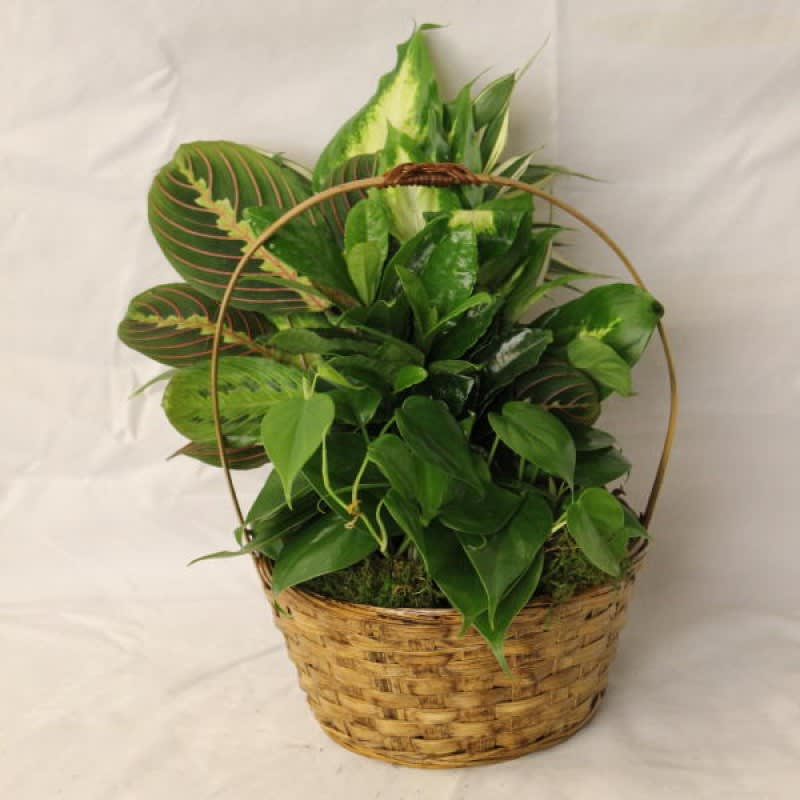 Green Garden EBF-211 Flower Bouquet