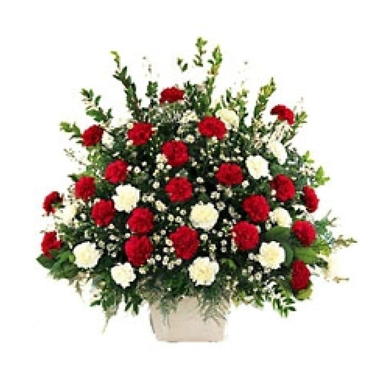 Red & White Tribute  EBF-301