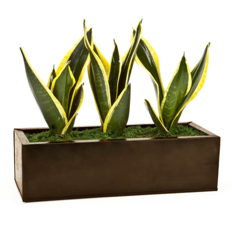 Garden Of Peace EBF-203 Flower Bouquet