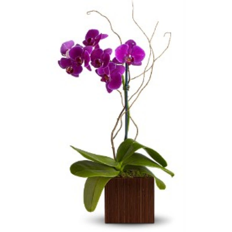 Purple orchid Plant EBF-529 Flower Bouquet