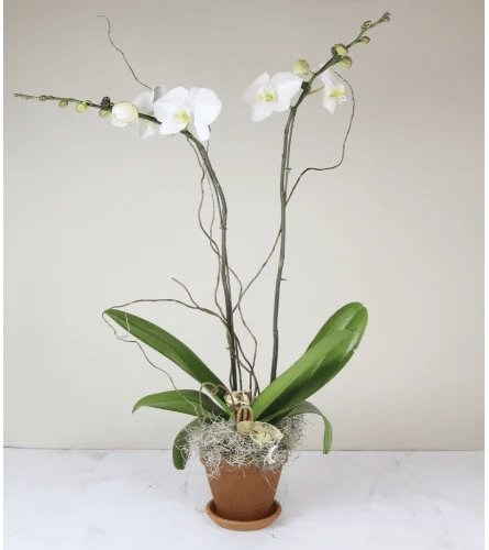 Berlin Classic Orchid Flower Bouquet