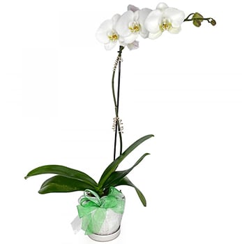 St. Patrick's Orchid Flower Bouquet
