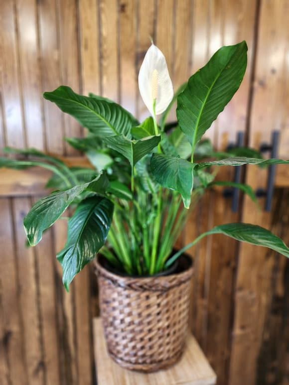 Peaceful Spath 8" Basket