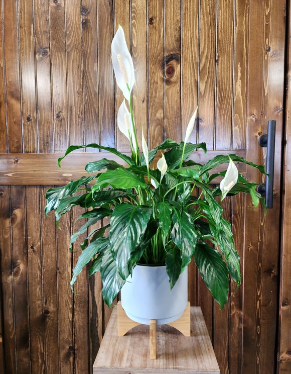 Peaceful Spath 6" Ceramic w/ Wood Base