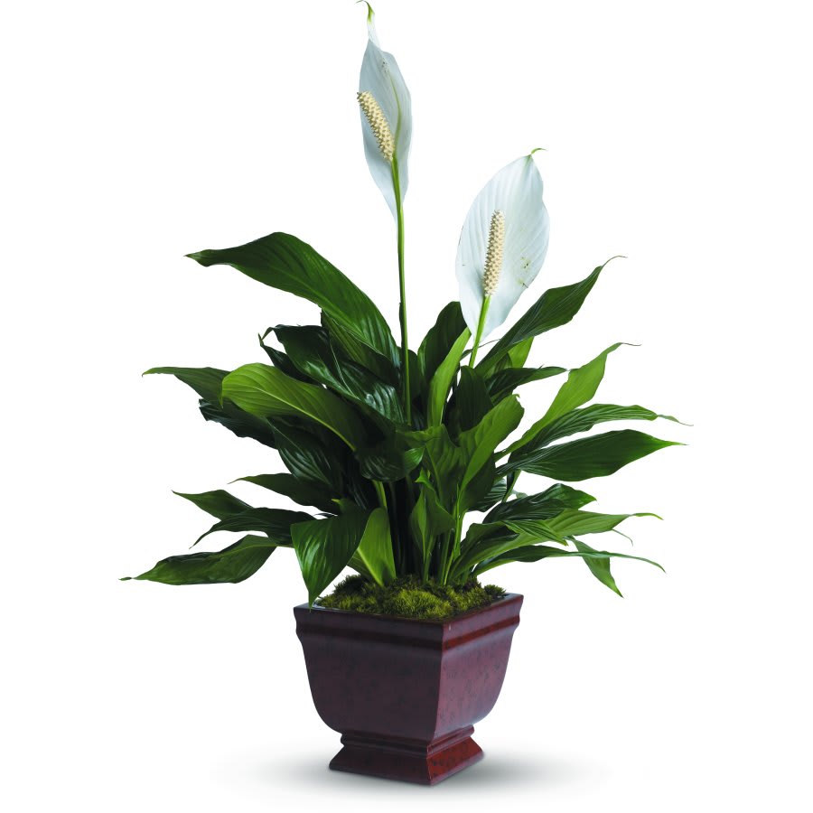 Sympathy Peace Lily Flower Bouquet