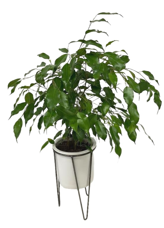 Ficus in a White Modern Plant Stand PL-8007