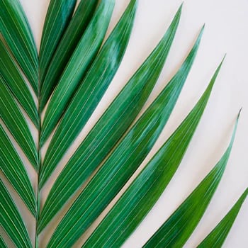 Palms - Emerald Stems