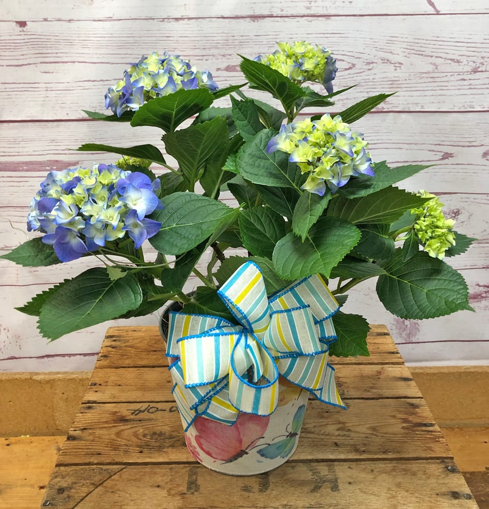 Spring Flowers Goff & Dittman Florists Edwardsville, IL