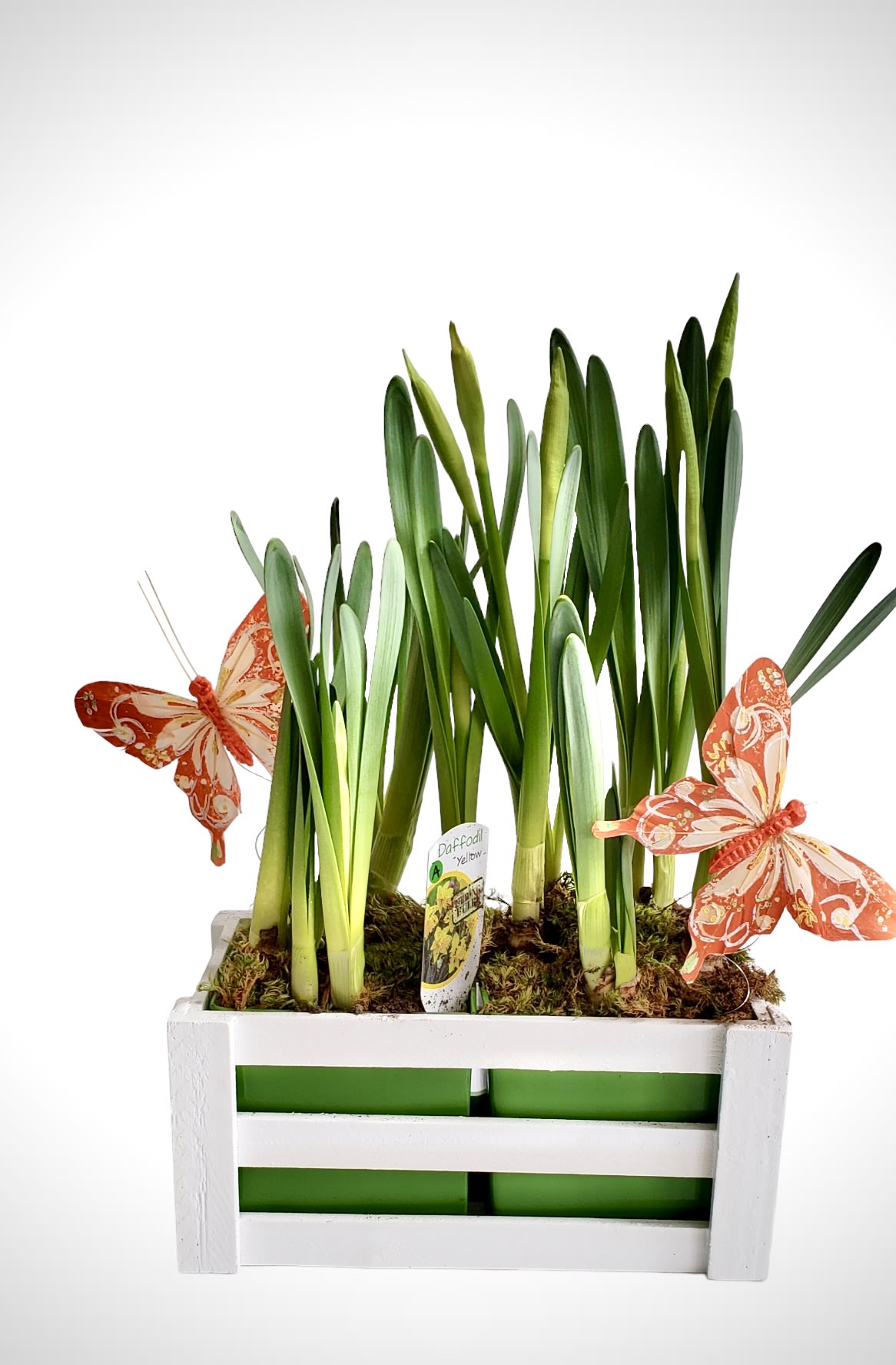 Butterflies and Picket Fences Bulb Garden