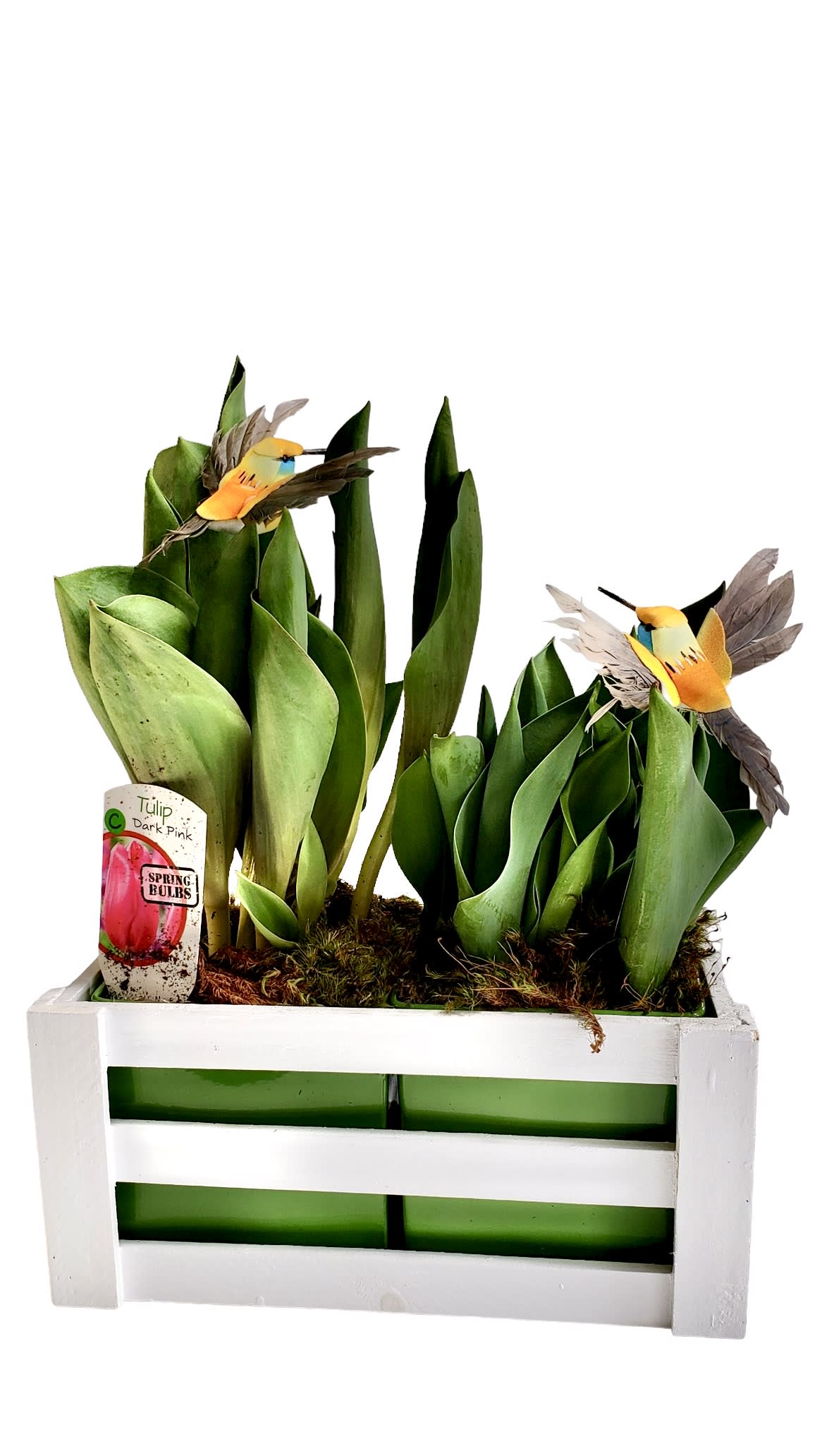 Hummingbird Bulb Garden