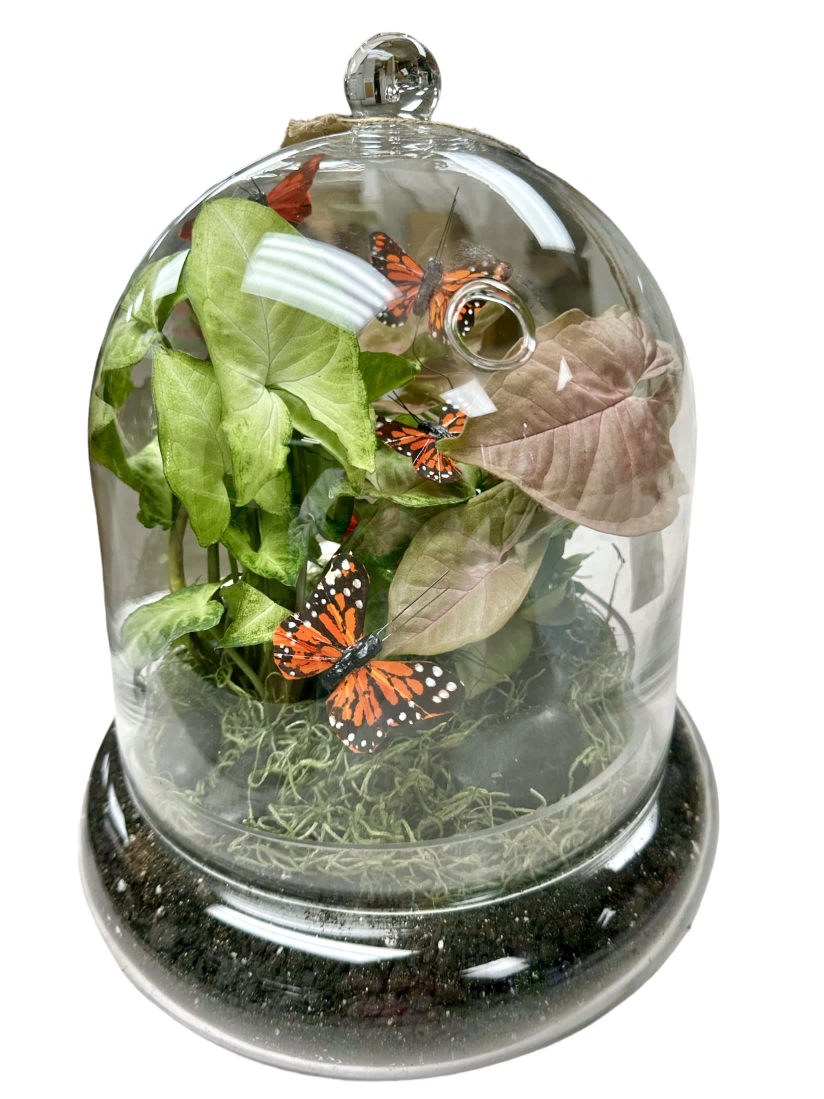 Butterfly Terrarium