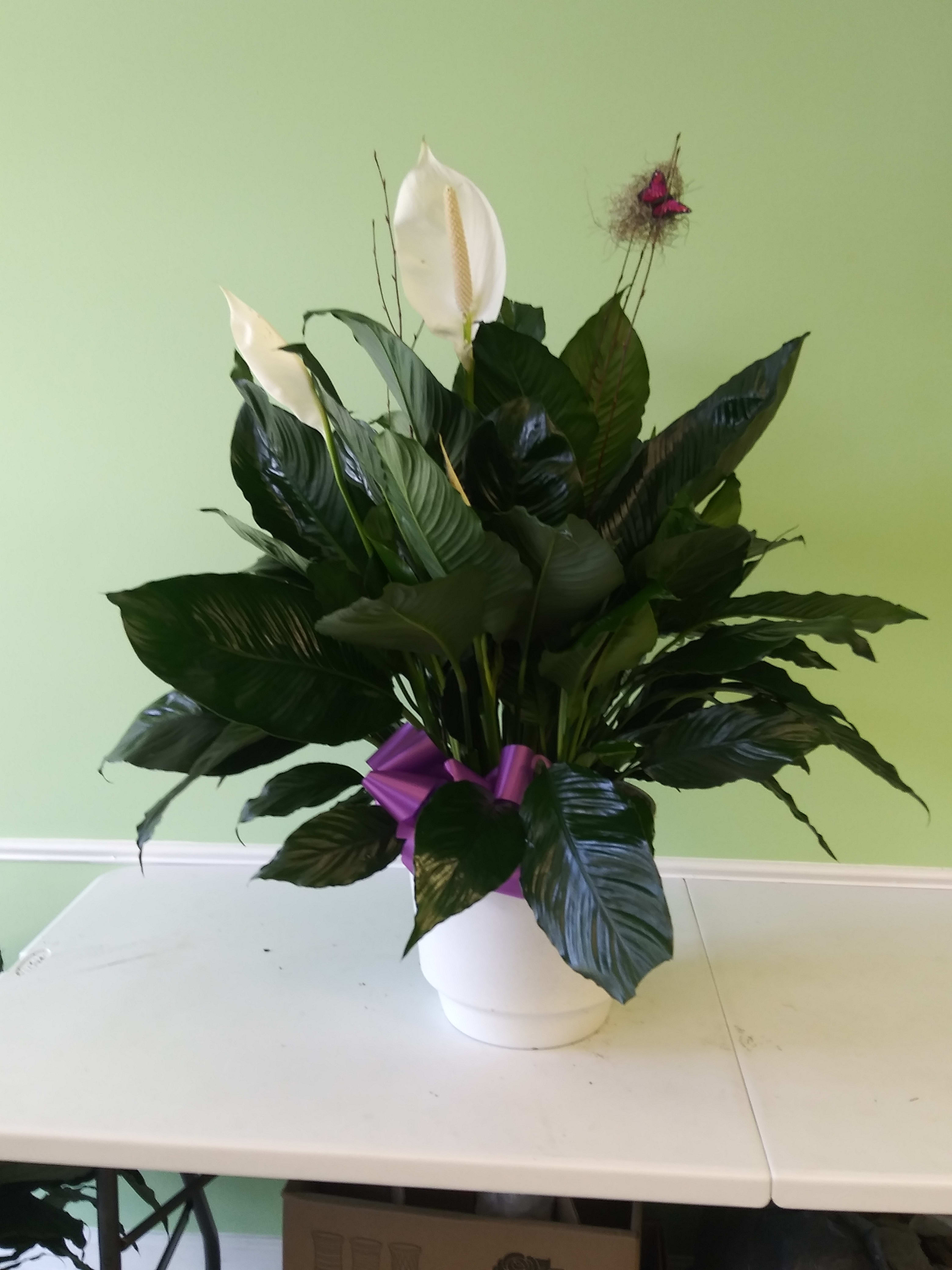 10" PEACELILIY PLANT