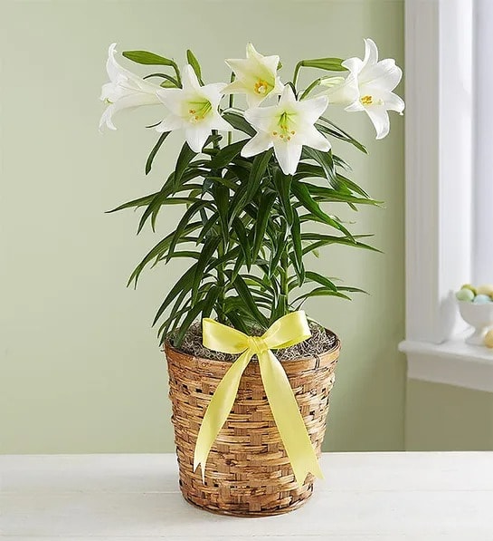 Easter Lily Plant Large