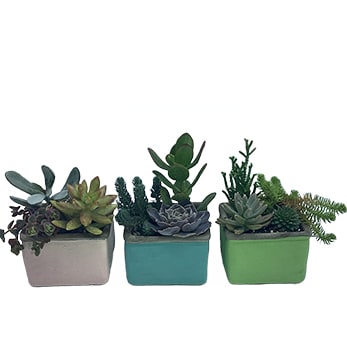 Succulents Trio