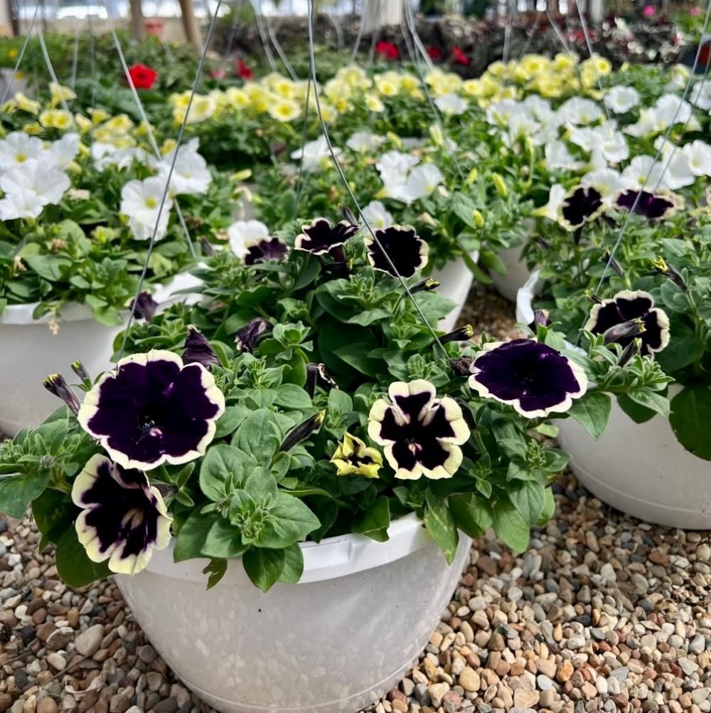 Hanging Blooming Baskets