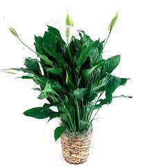 6" Asst. Green Plants