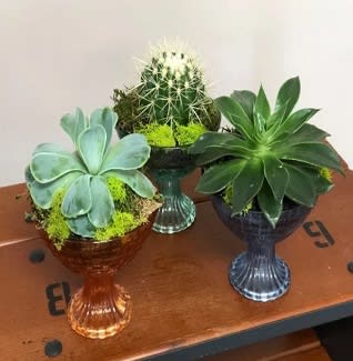 Multiple Item Set:  Ready, "Set", Grow!