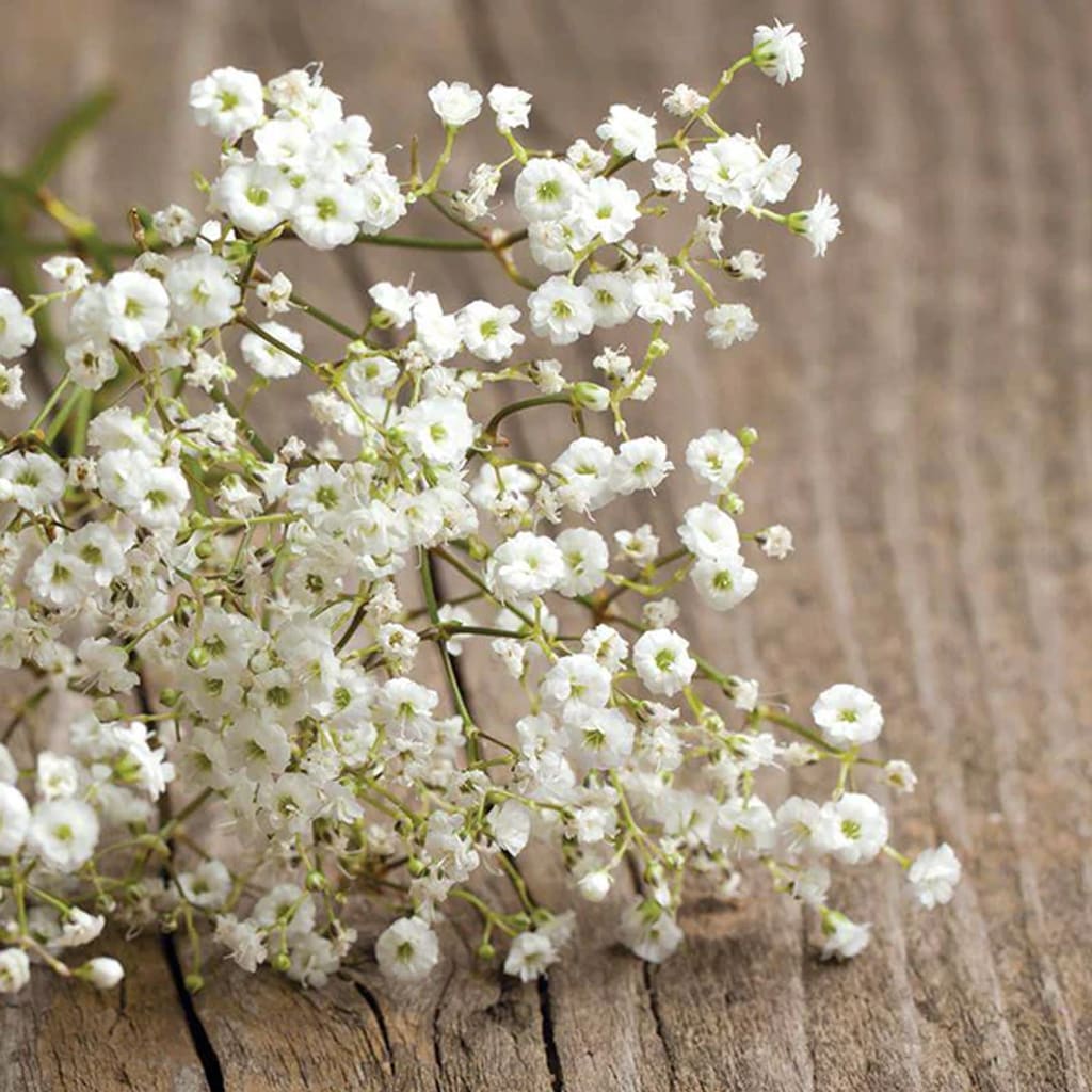 Add Baby's Breath to corsage/boutonniere