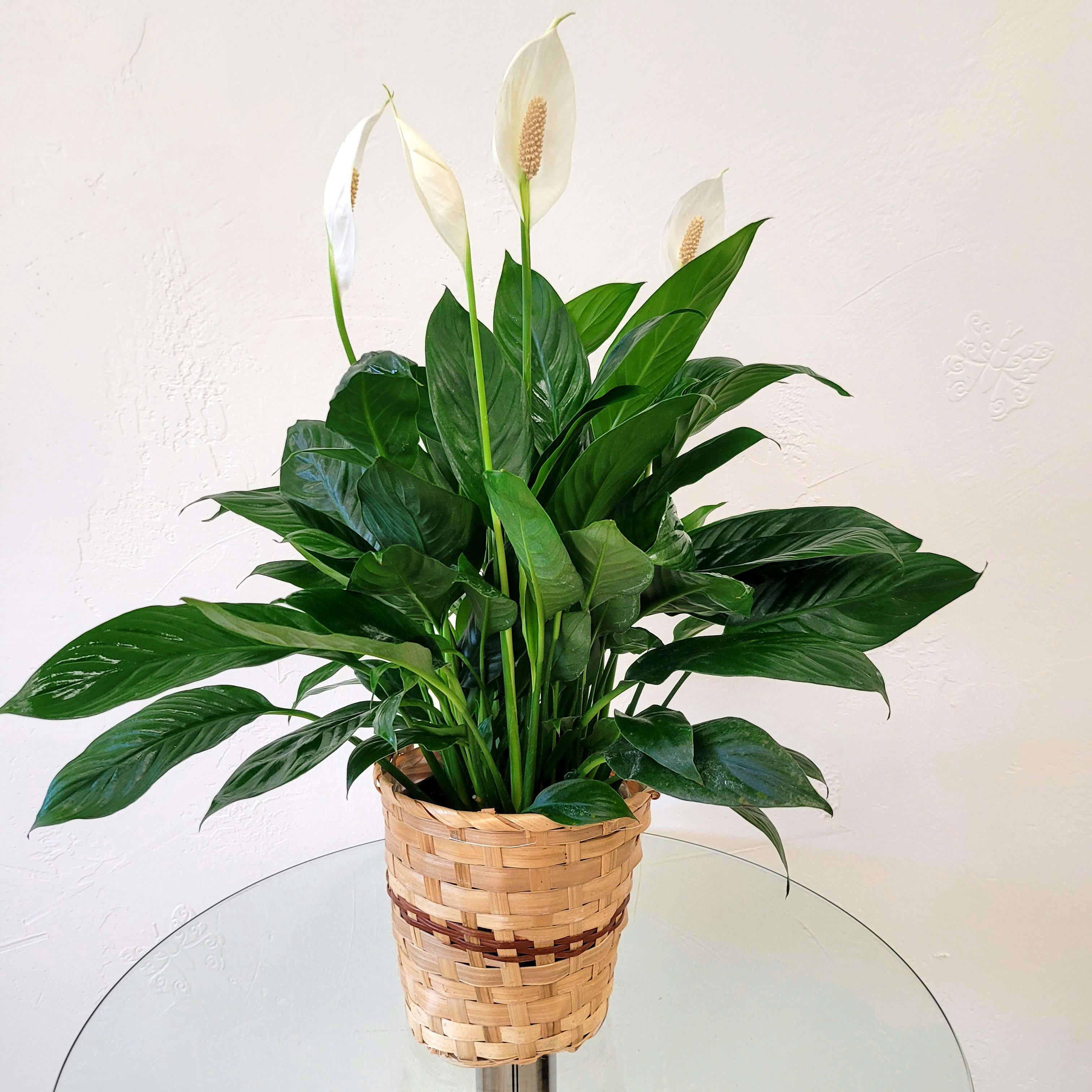 Peace Lily Flower Bouquet